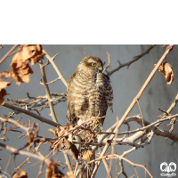 گونه قرقی Eurasian Sparrowhawk